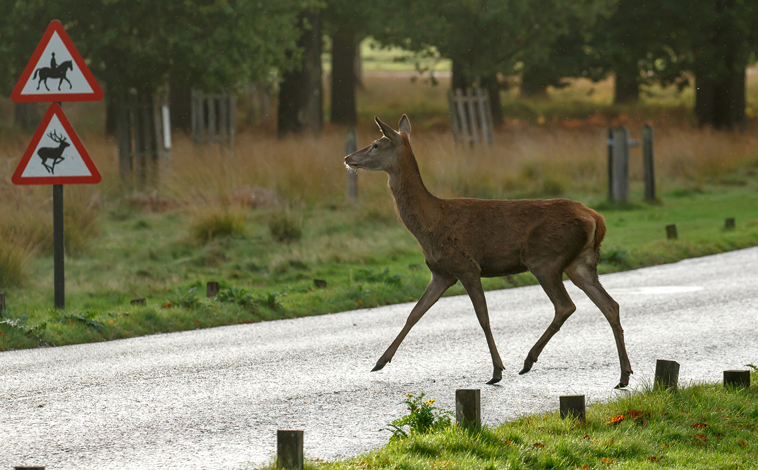 GEM deer warning